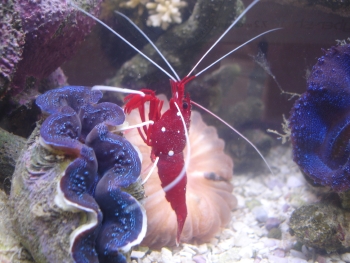  Lysmata debelius (Blood Red Shrimp)